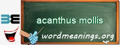 WordMeaning blackboard for acanthus mollis